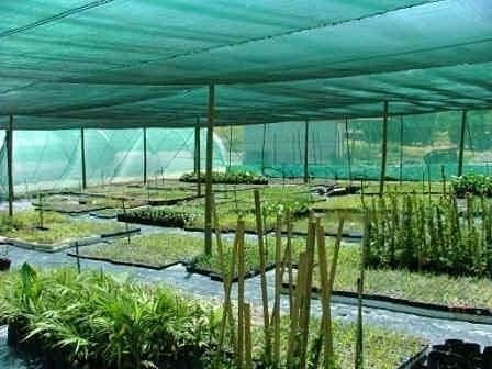42 Gardening Shade net 50% Shade Meters Role Full Green Thick and UV Treated Long Life for Agriculture Gardening Building Construction and Safety Net. (3X50MTR) |